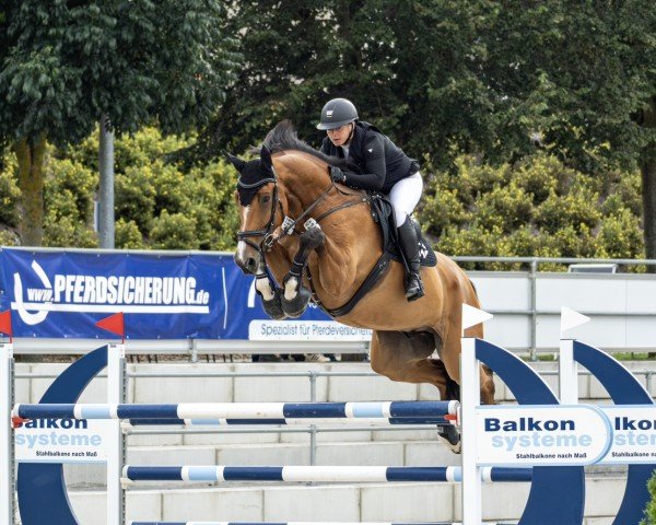 jumper Big Balou 11 (Oldenburg show jumper, 2016, from Balou du Rouet)