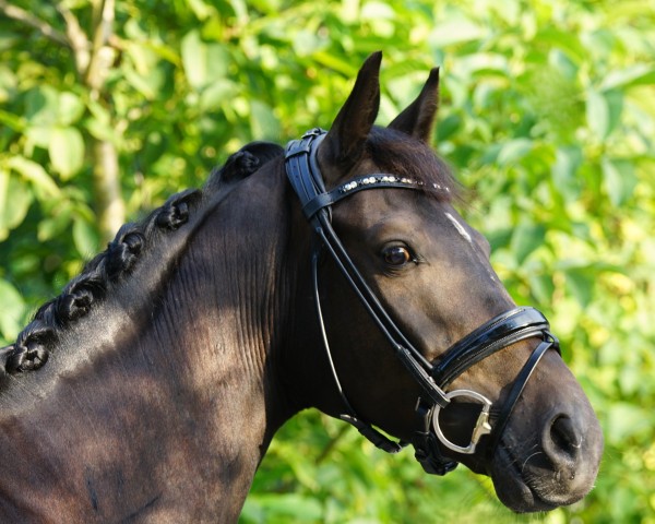 dressage horse Gut Neuenhofs Goldherz (Westphalian, 2020, from Goldberg)