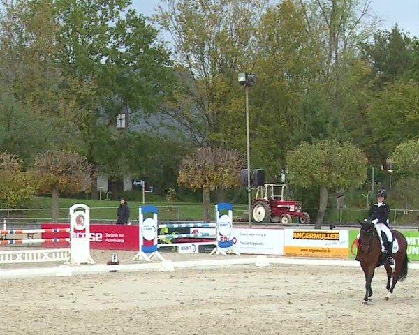 Reitturnier Frankenhof-Sonnefeld/Ofr. 2024