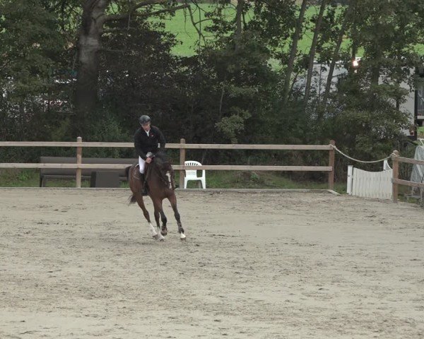 Reitturnier Scharnebeck 2024