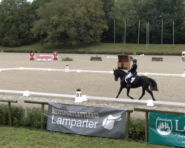Reitturnier Tübingen 2024