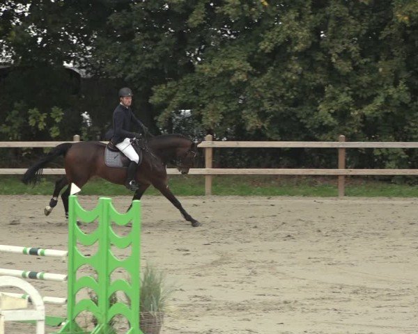Reitturnier Scharnebeck 2024