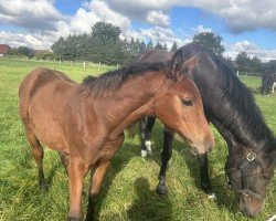 horse Die Eine (Westphalian, 2024, from Dancing Heros de Rock 1 Z)