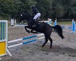Dressurpferd C'Bakar (Polnisches Warmblut, 2016, von Szach)