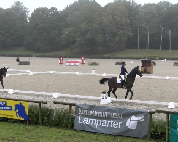 Reitturnier Tübingen 2024
