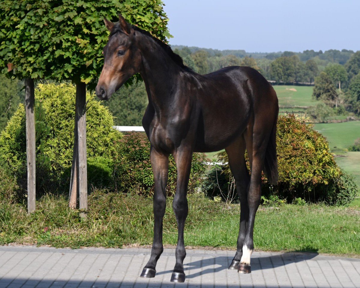 stallion Billion (Oldenburg show jumper, 2024, from Pr.H. Bingo Boy)