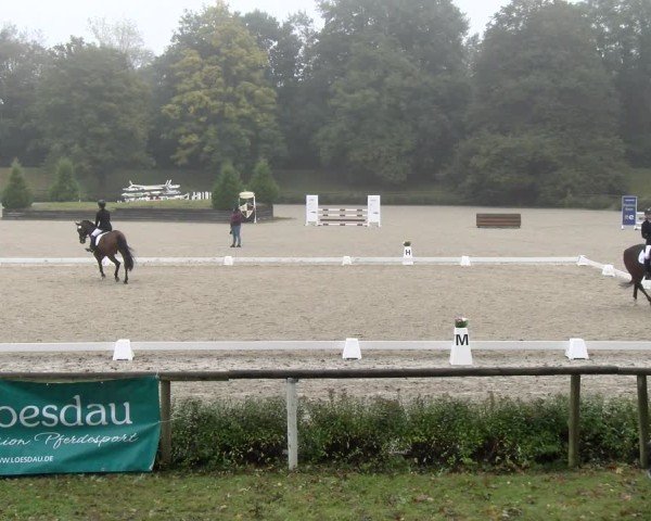 Reitturnier Tübingen 2024