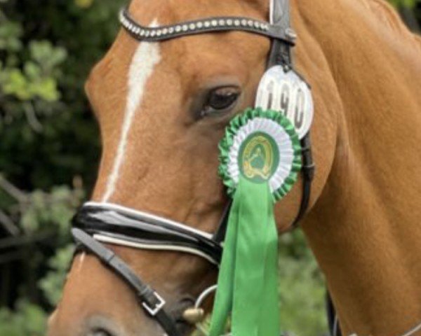 Zuchtstute Destiny CR (Deutsches Reitpony, 2012, von Dornik B)