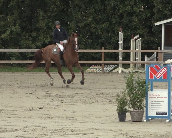 Reitturnier Scharnebeck 2024
