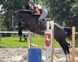 jumper Duranti 4 (Zangersheide riding horse, 2017, from Dominator 2000 Z)