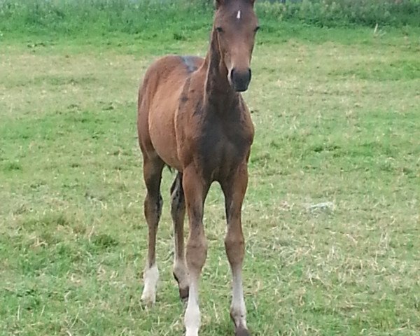 horse Domani (Hanoverian, 2016, from Don Marcello)