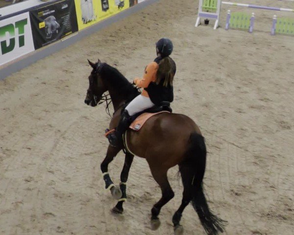 Reitturnier Borken 2024