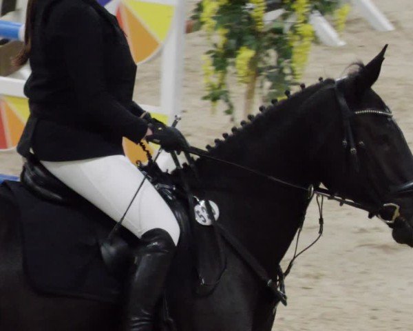 Reitturnier Borken 2024