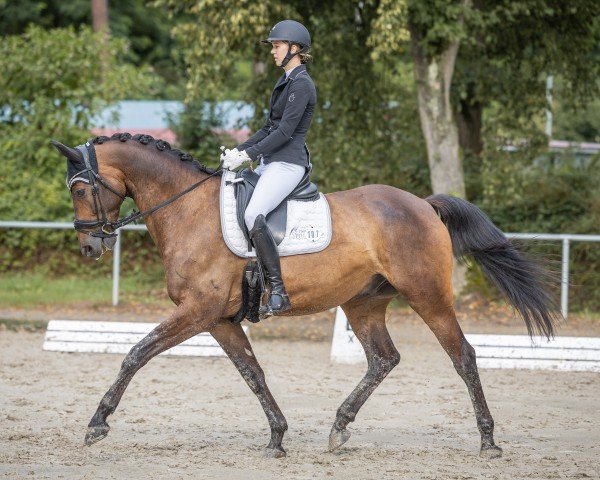 Dressurpferd Dujardin (Trakehner, 2015, von E.H. Millennium)