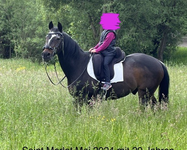 horse Saint Merlot (Bavarian, 1995, from Saint Cloud)