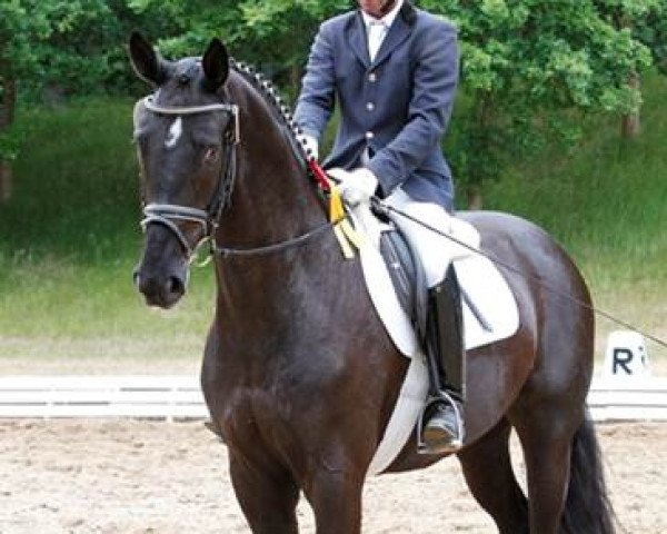 horse Statement (Hanoverian, 2011, from Silbermond)