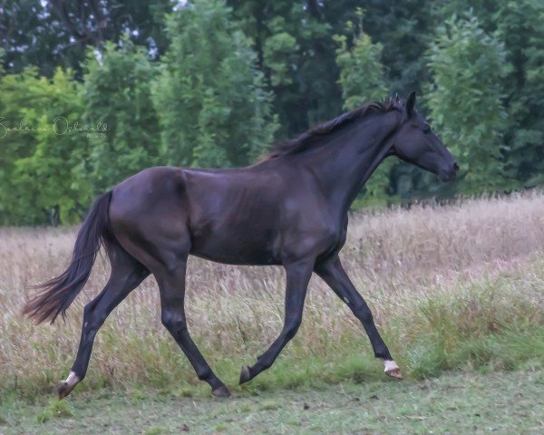 horse Total Lamborghini K (Hanoverian, 2022, from Total McLaren)