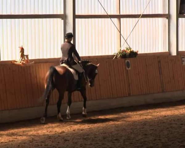 Reitturnier Herbern 2013