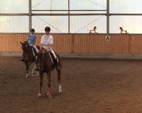 Reitturnier Herbern 2013