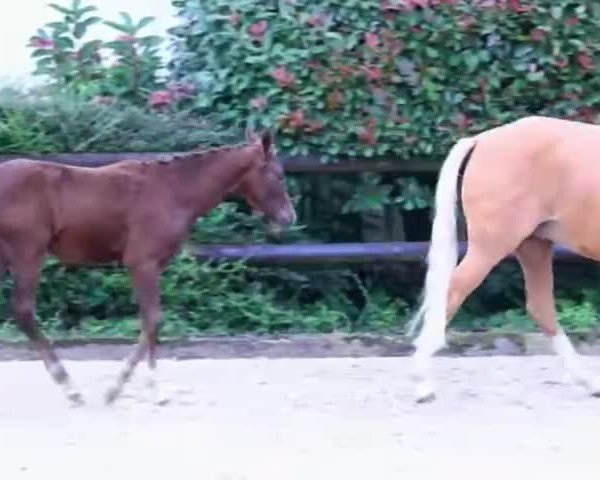 Video of FS Mia