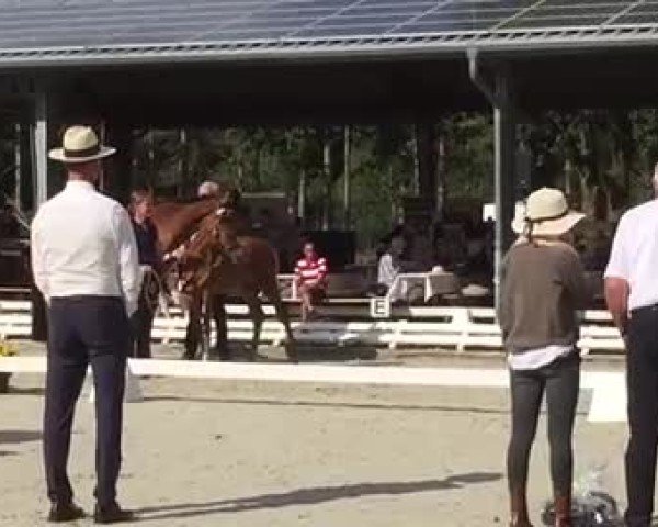 Video of Chocolat de Luxe