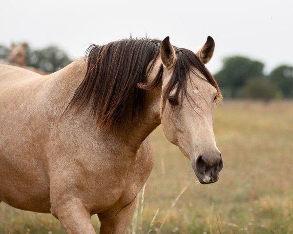 broodmare Chakra LP (German Sport Horse, 2021, from Raven)
