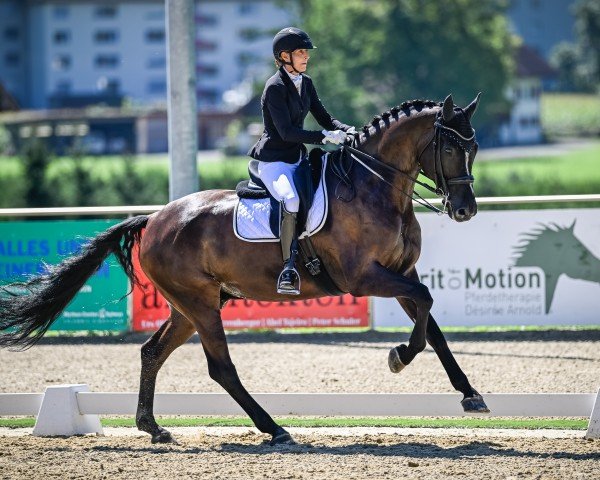 Dressurpferd Day-Light K (Schweizer Warmblut, 2014, von Dante Weltino Old)