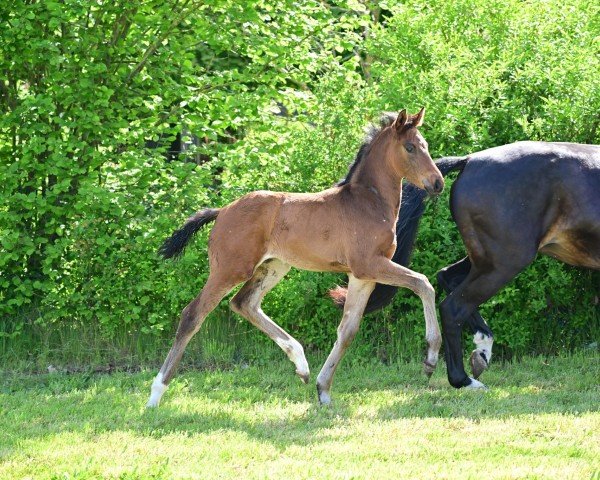 horse Von Märchen B (German Sport Horse, 2024, from DSP VA Bene)