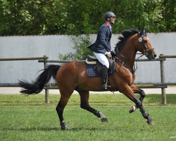 Springpferd Cesare 5 (Holsteiner, 2006, von Contender)