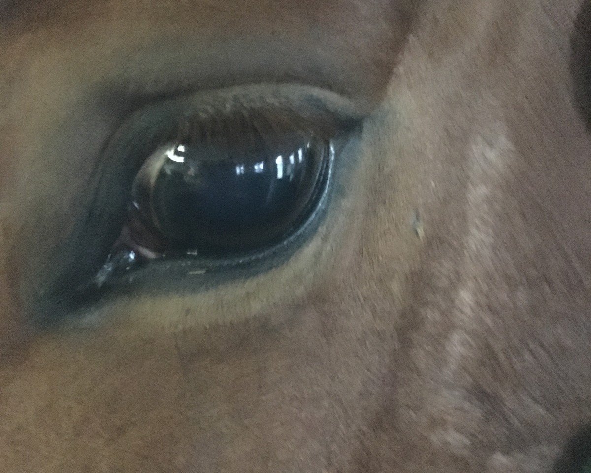 horse Stuart 42 (Hanoverian, 2014, from Scuderia)
