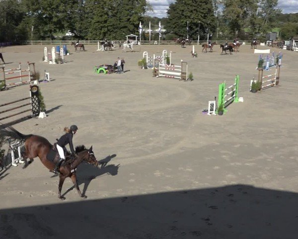Reitturnier Scharnebeck 2024