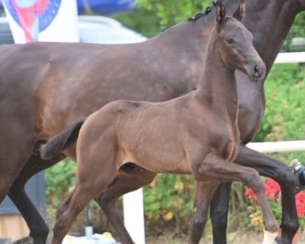 horse Hengst von Vivaldos / Dante Weltino (Oldenburg, 2023, from Vivaldos)