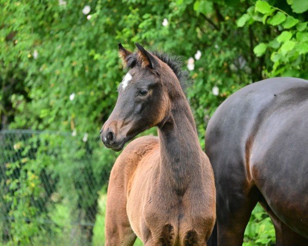 Pferd Valentina B (Deutsches Sportpferd, 2024, von DSP VA Bene)