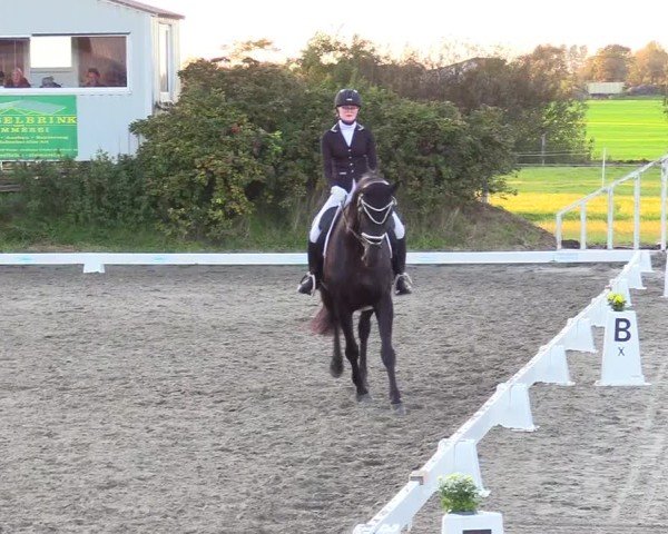 Reitturnier Risum-Lindholm 2024
