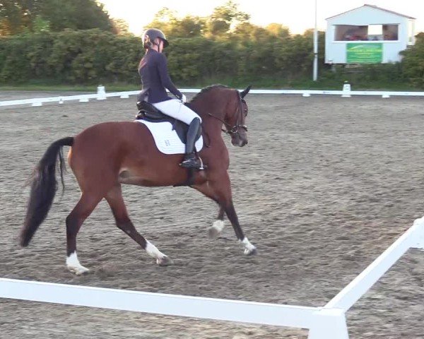 Reitturnier Risum-Lindholm 2024