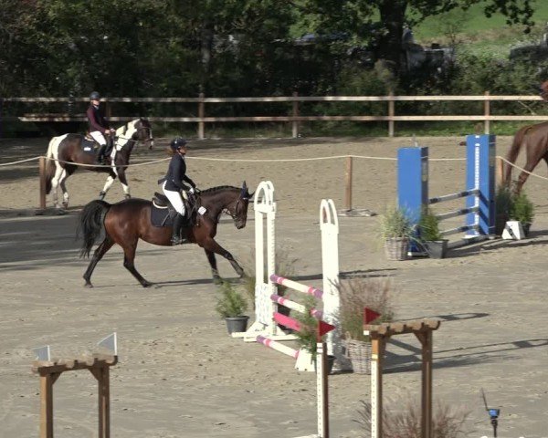 Reitturnier Scharnebeck 2024