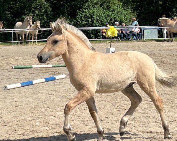horse Fluffeluff (Fjord Horse, 2024, from Fjelltor N.2527)