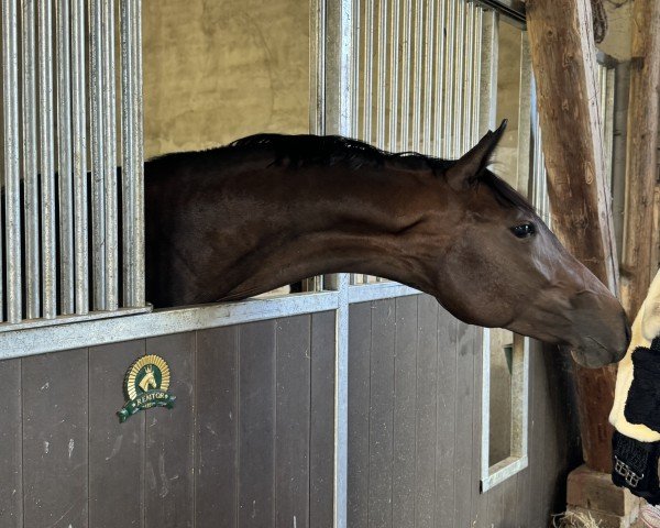 horse Fran Fine RX (Westphalian, 2022, from Franziskus FRH)
