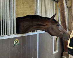 Pferd Fran Fine RX (Westfale, 2022, von Franziskus FRH)