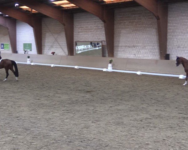 Reitturnier Kamen 2024