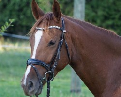 dressage horse Charming Chicco (Hanoverian, 2020, from Chivas)