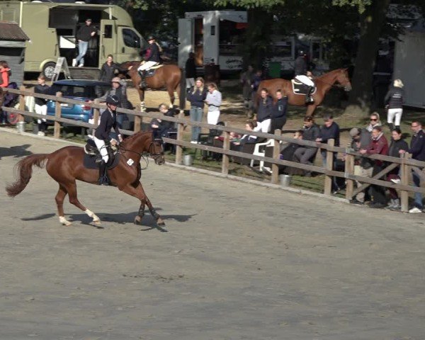 Reitturnier Scharnebeck 2024
