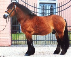 jumper Celtic 8-07 (Rhenish-German Cold-Blood, 2007, from Condor)
