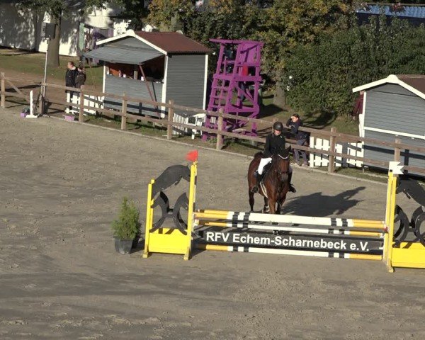 Reitturnier Scharnebeck 2024