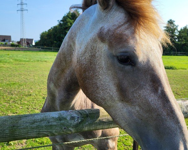 horse Mylie (Westphalian, 2022, from Mylord Carthago)