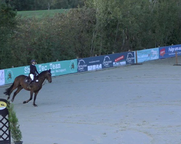 Reitturnier Scharnebeck 2024
