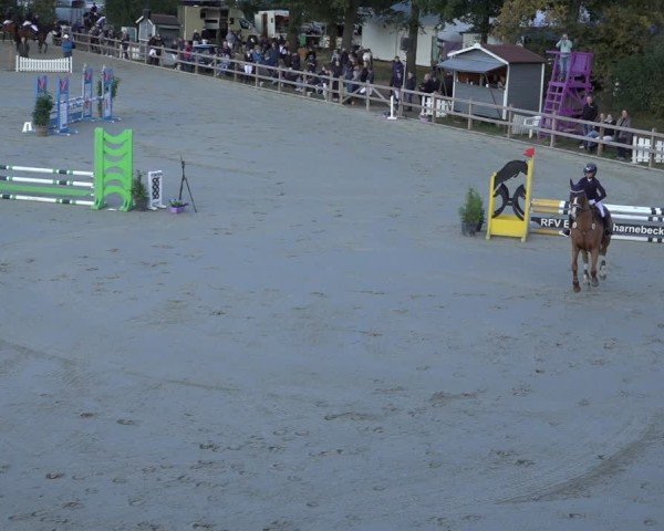 Reitturnier Scharnebeck 2024