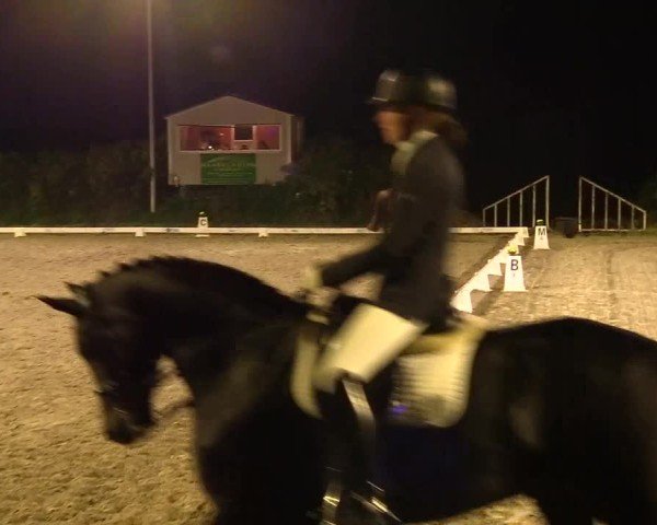 Reitturnier Risum-Lindholm 2024