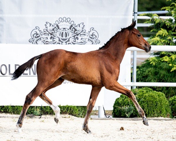 Zuchtstute Bidens (Westfale, 2024, von Pr.H. Bingo Boy)