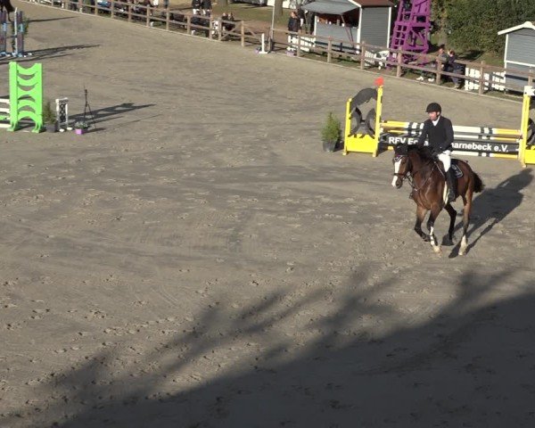 Reitturnier Scharnebeck 2024